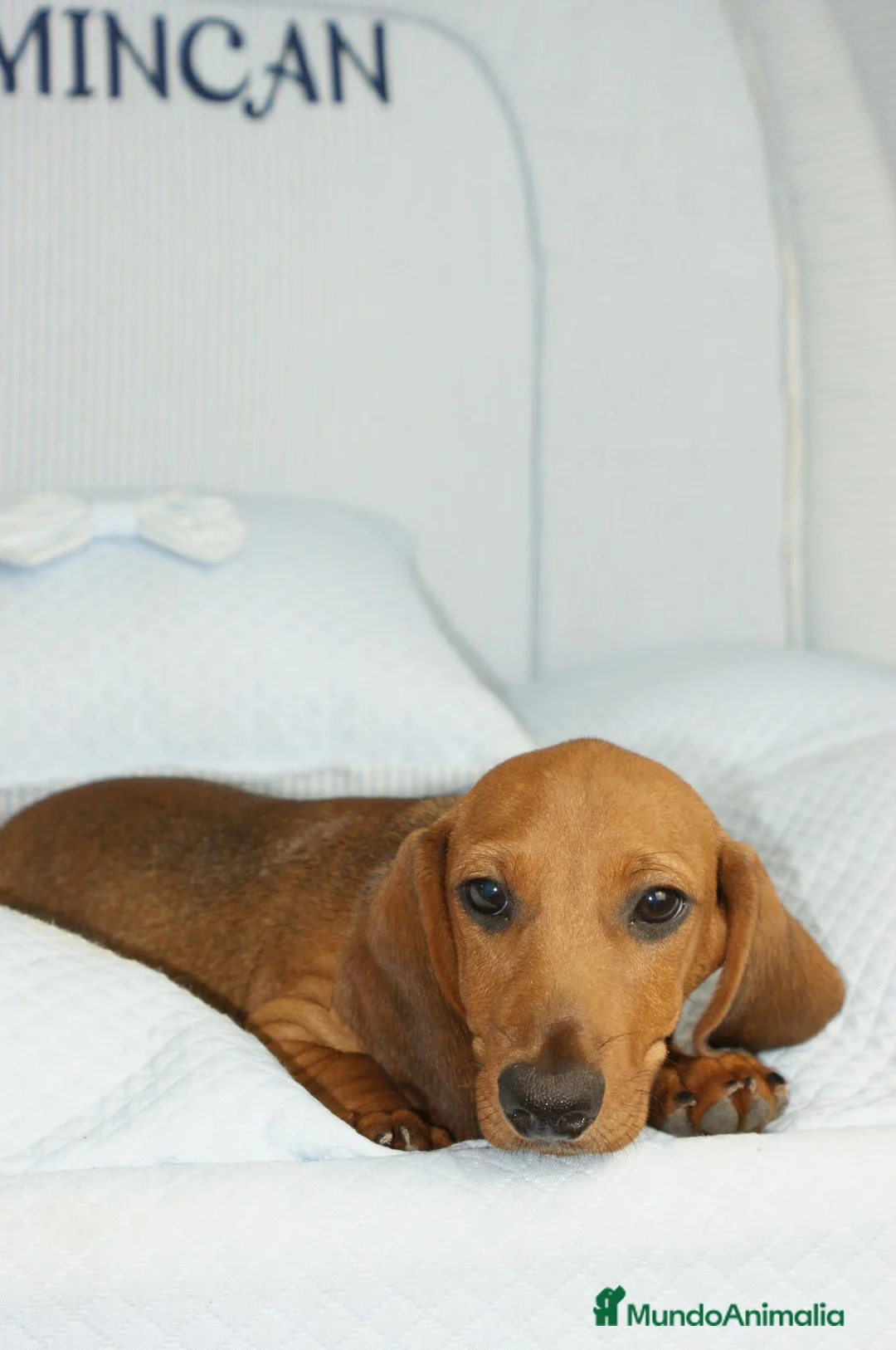 Teckel Miniatura perros en venta: TECKEL MINI ROJO - Anuncio 5