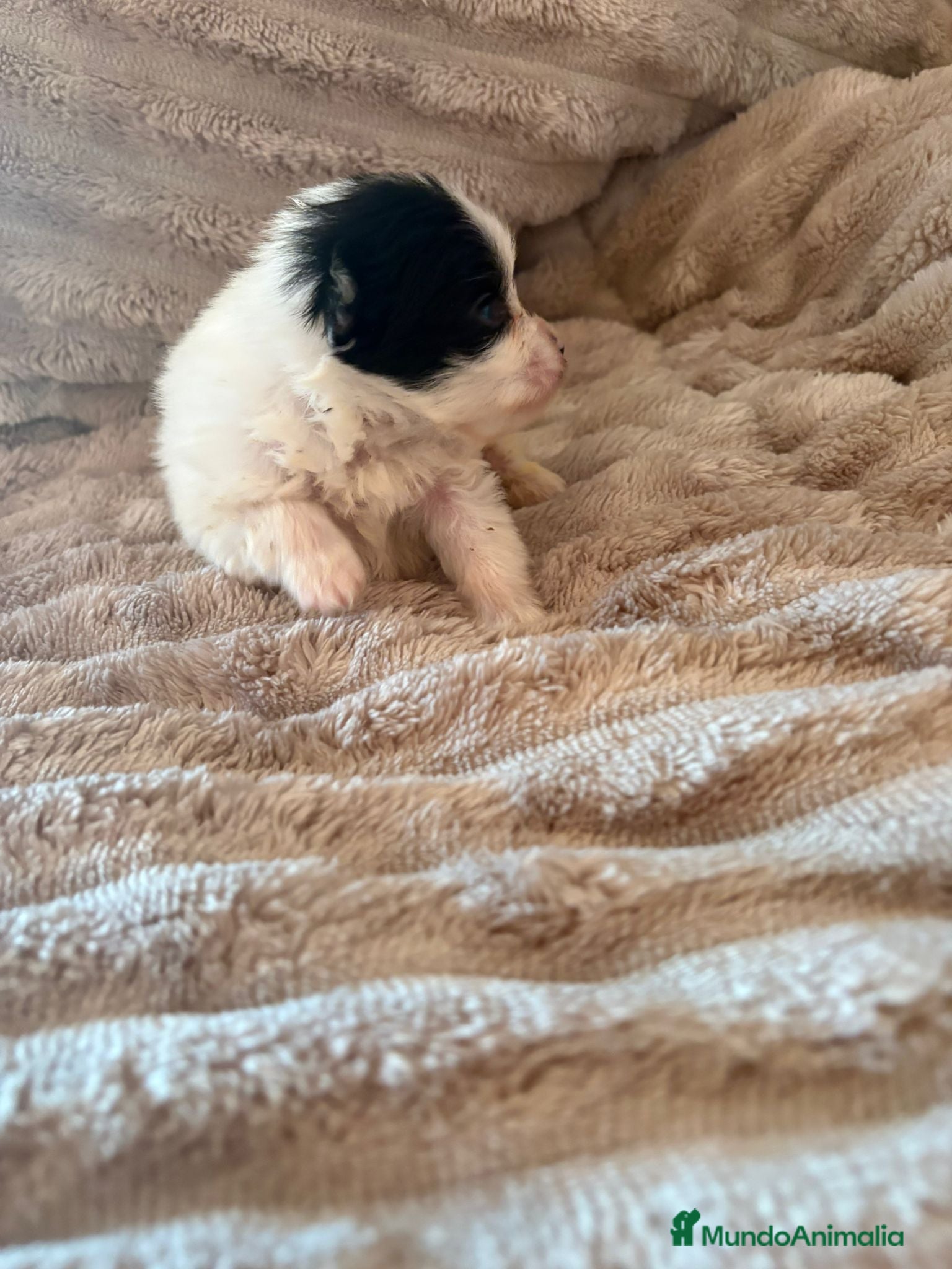 Pomerania perros Lulu Pomerania macho Party  Pele y Mele son papas  - Anuncio 2