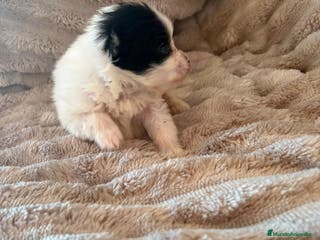 Pomerania perros Lulu Pomerania macho Party Pele y Mele son papas - Anuncio 2