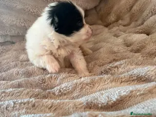 Pomerania perros Lulu Pomerania macho Party Pele y Mele son papas - Anuncio 9