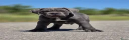 Cane Corso perros en venta: Cachorro de Cane Corso - Anuncio 3