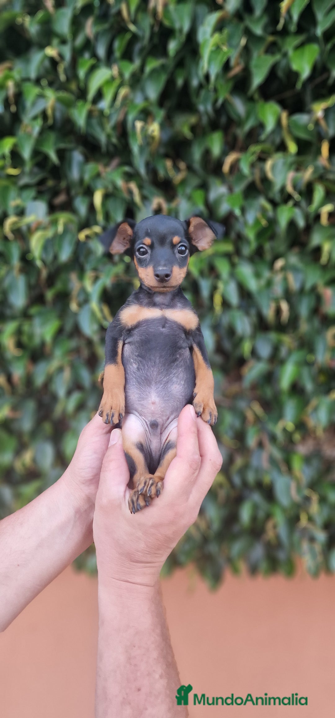 Pinscher Miniatura perros en venta: MINI PINCHER TOY - Imagen 1