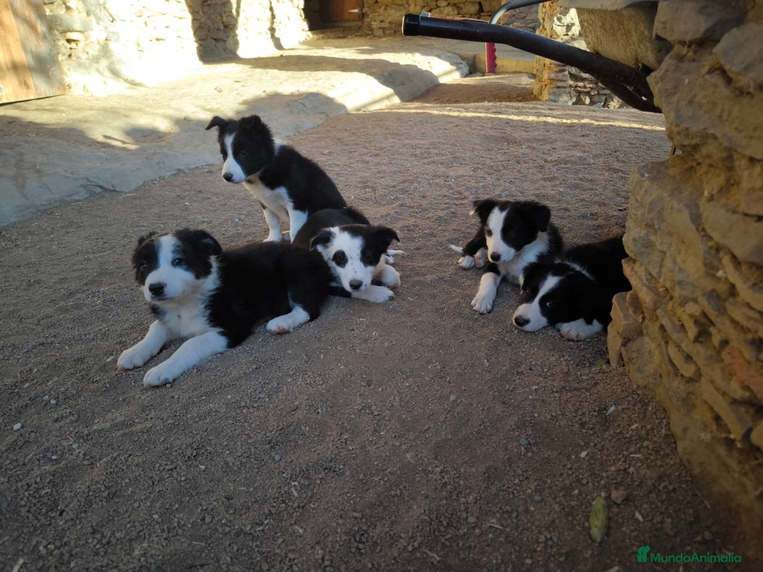 Border Collie perros en venta: Cachorros border collie de 2 meses  - Imagen 13