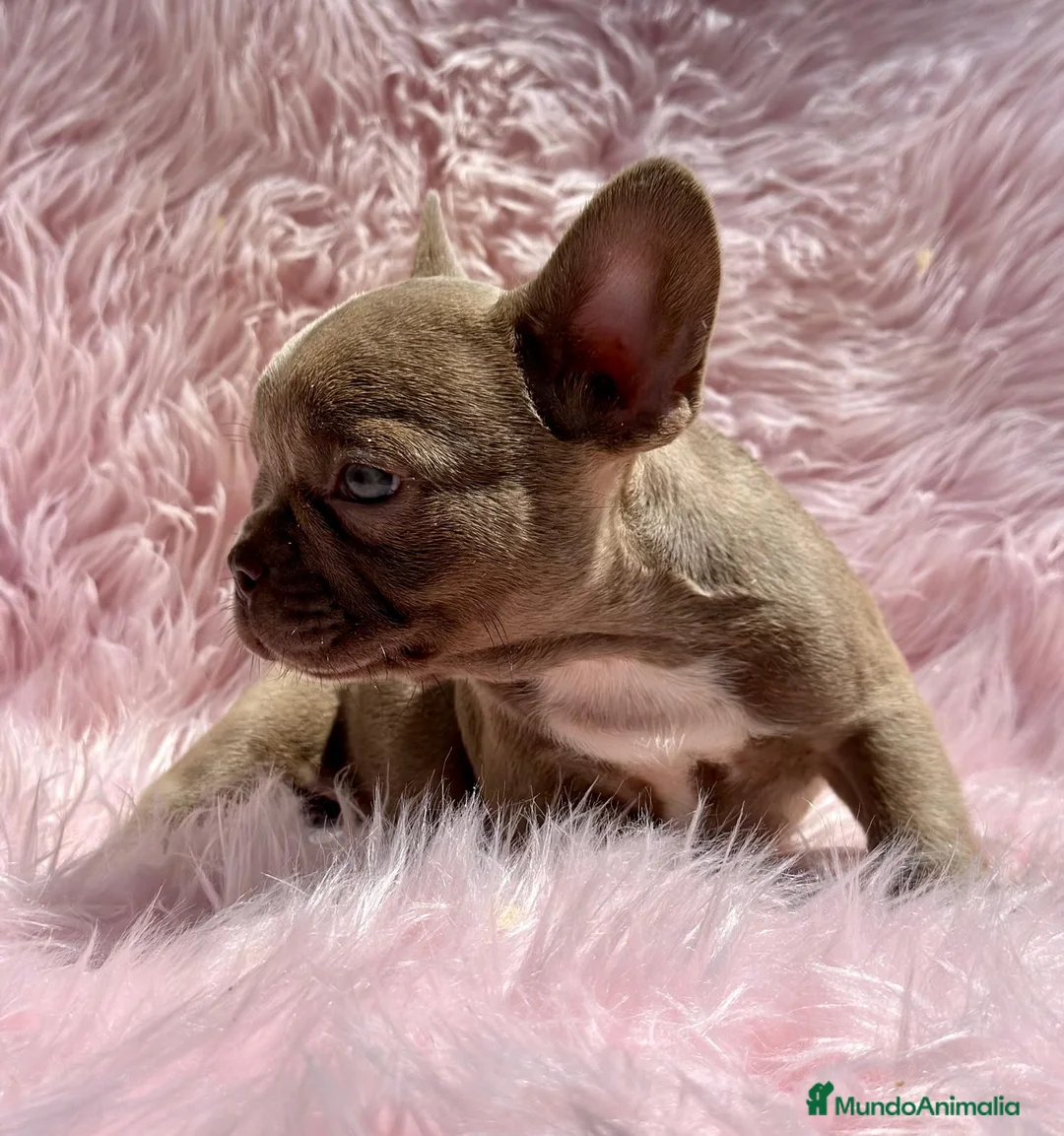 Bulldog Francés perros en venta: Bulldog francés  en Barcelona - Anuncio 7
