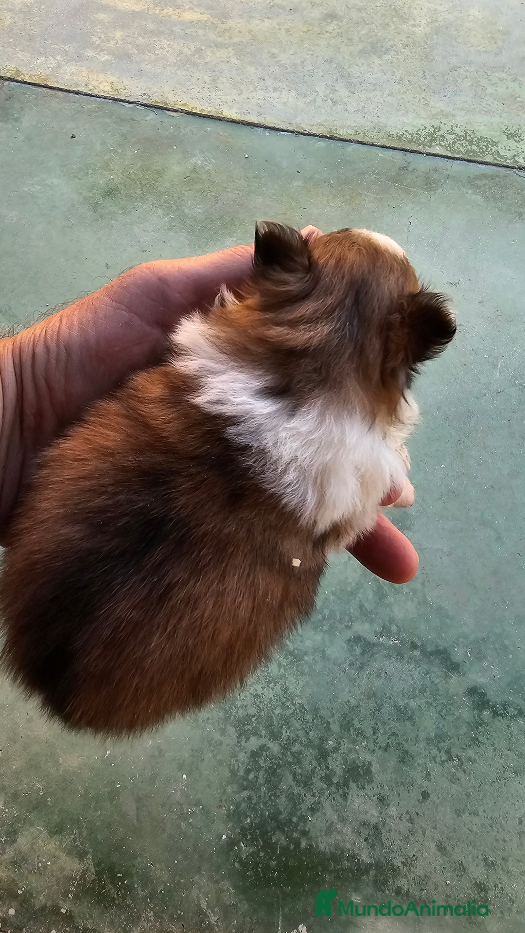 Pomerania perros en venta: Espectaculares Pomerania - Imagen 5