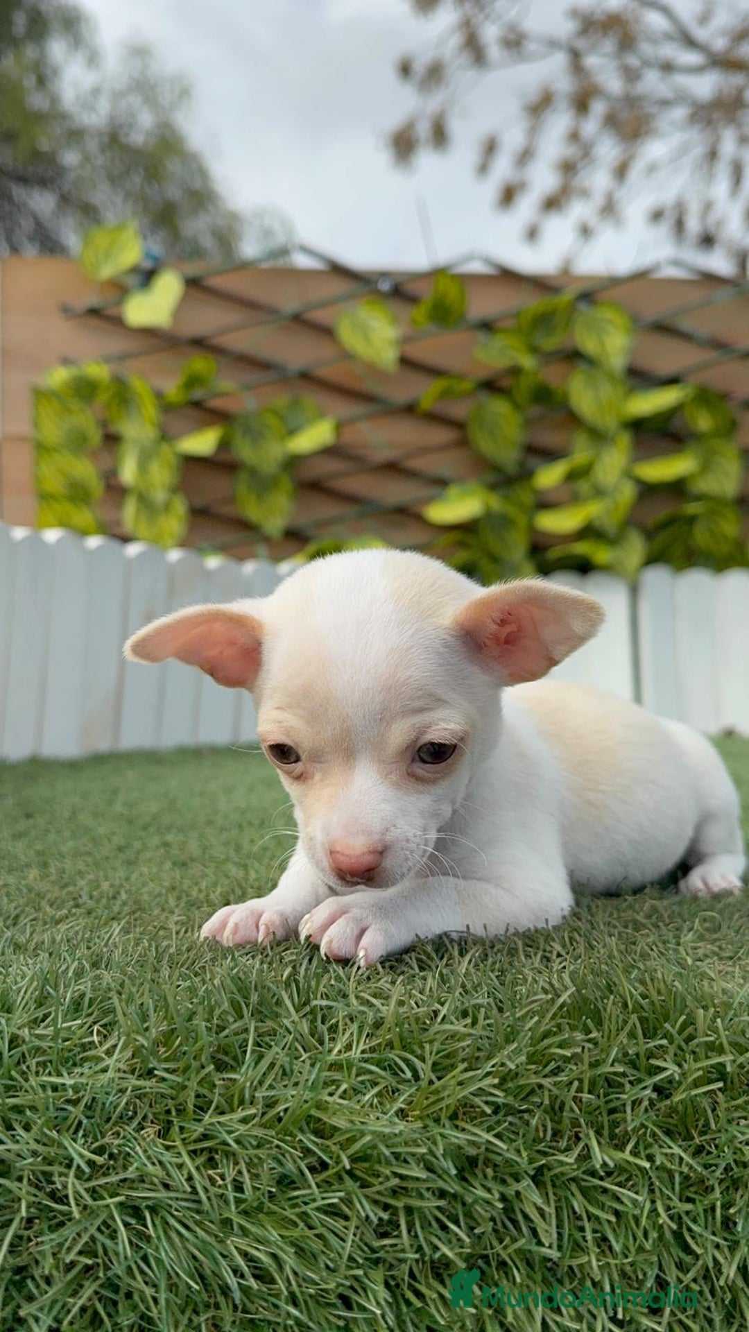 Chihuahua perros en venta: CHIHUAHUA MACHO - Anuncio 6