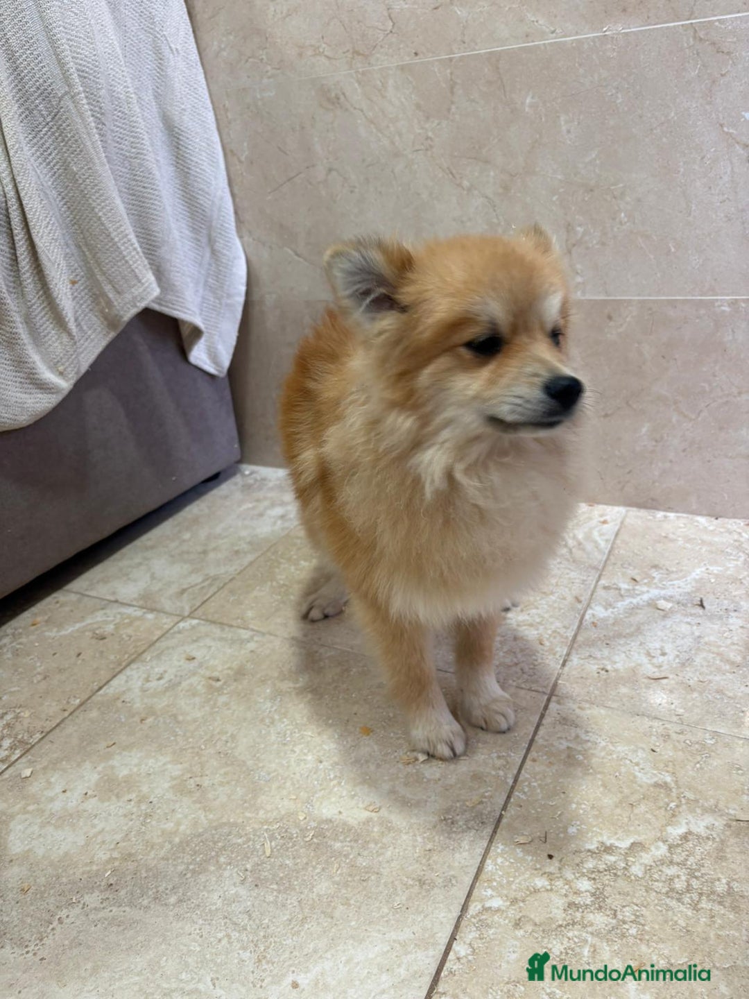 Pomerania perros en venta: OPORTUNIDAD Spitz pomerania  - Anuncio 3