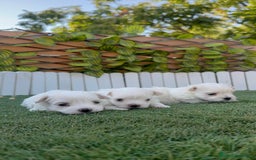Bichón Maltés perros en venta: BICHÓN MALTÉS  - Imagen 1
