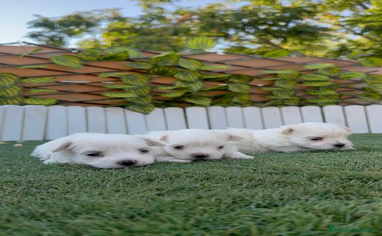 Bichón Maltés perros - Anuncio 1