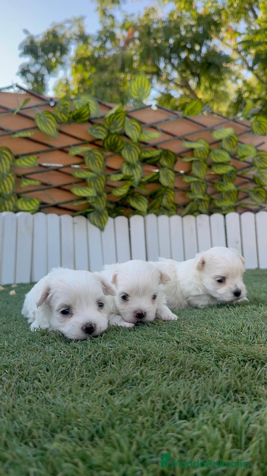Bichón Maltés perros en venta: BICHÓN MALTÉS  - Imagen 1