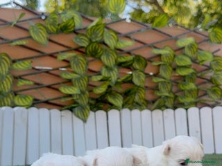 Bichón Maltés perros - Anuncio 22