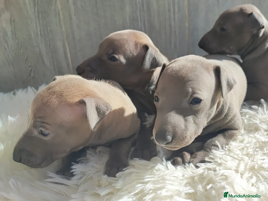 Pequeño Lebrel Italiano perros en venta: GALGO ITALIANO. PEQUEÑO LEBREL ITALIANO - Anuncio 5