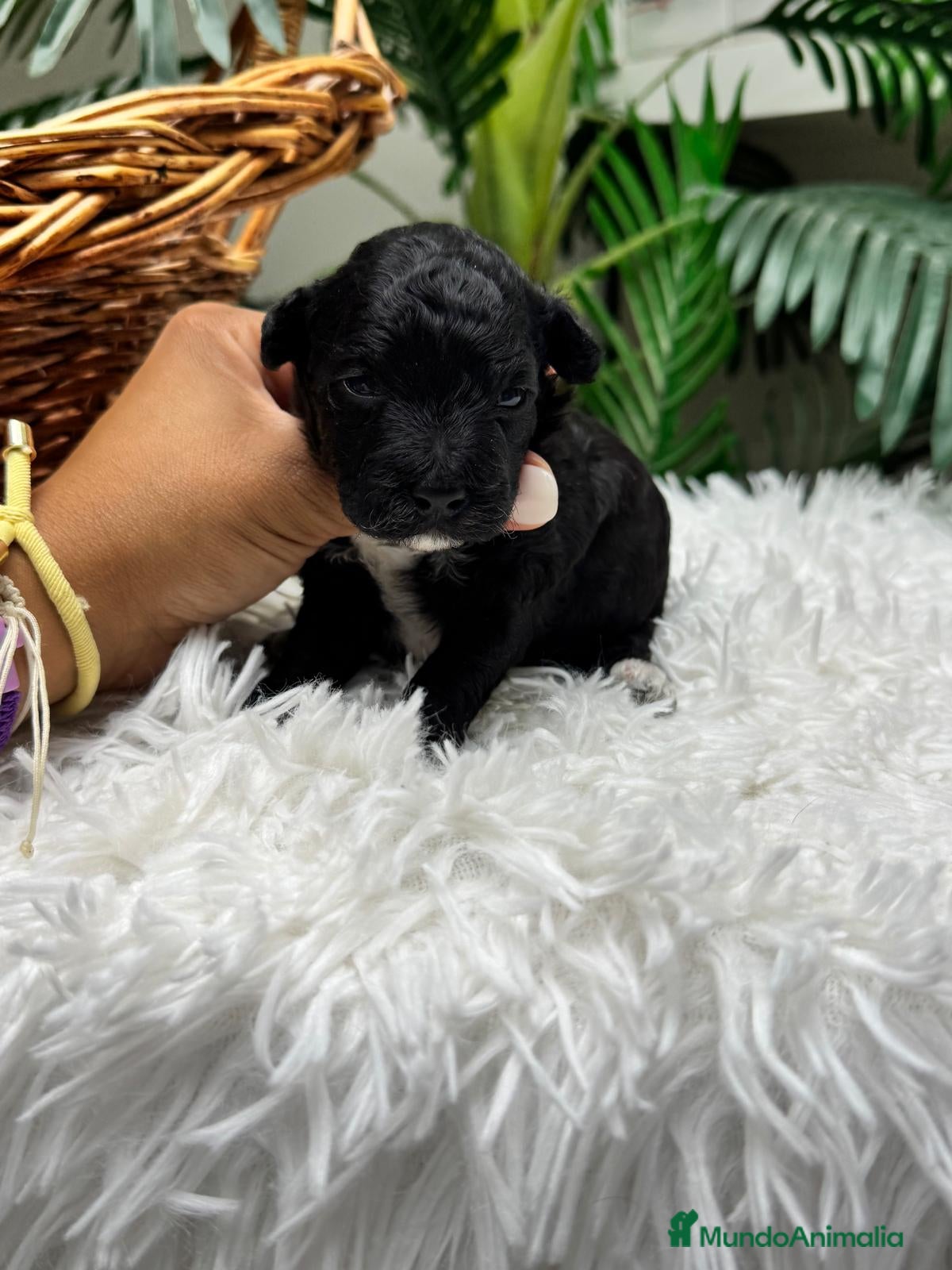 Raza Mixta perros CANICHE HEMBRA - Anuncio 3