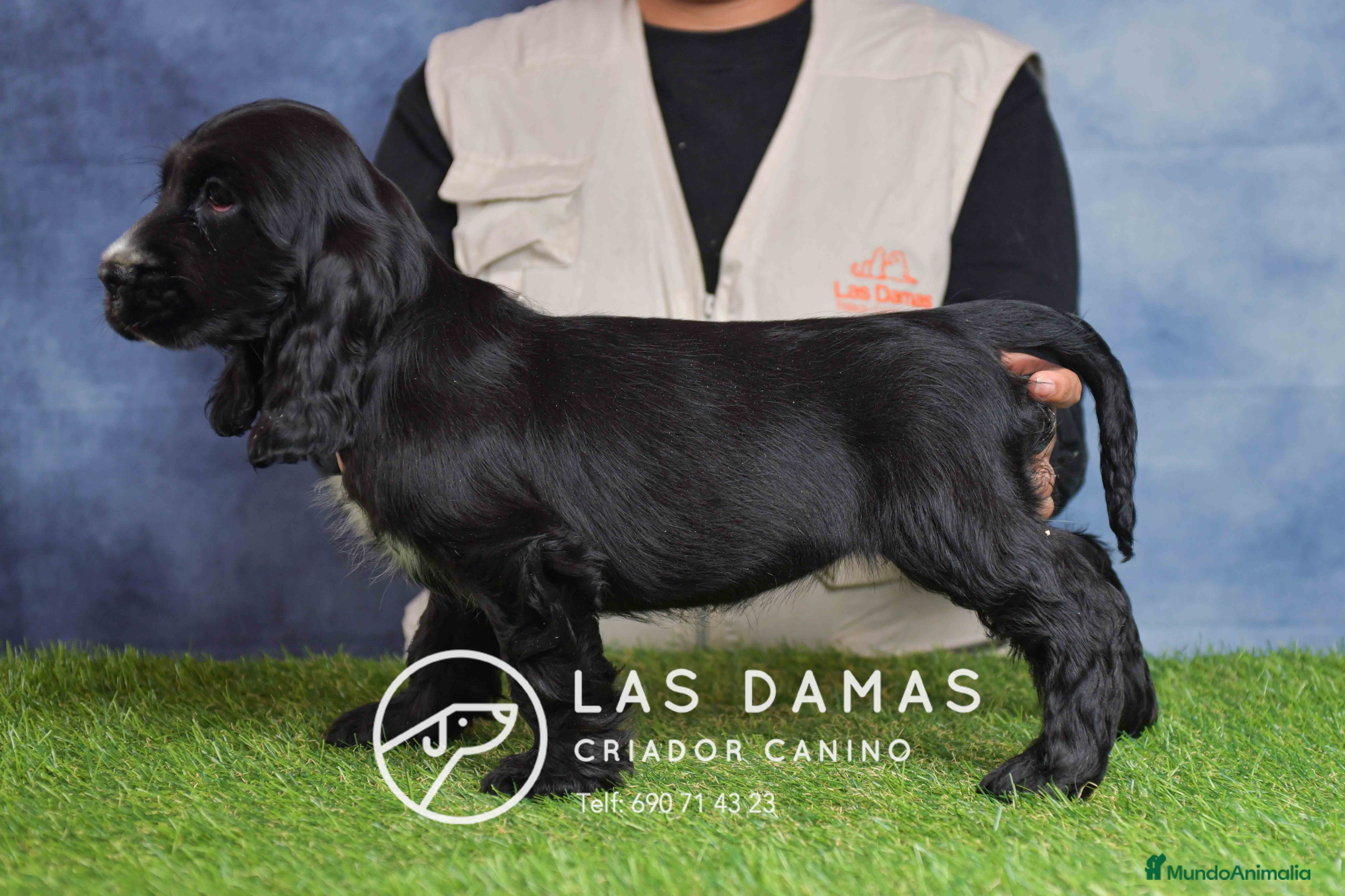 Cocker Spaniel Inglés perros Cachorros de cocker spaniel inglés disponibles.  - Anuncio 15