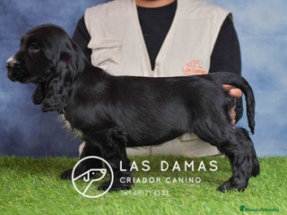 Cocker Spaniel Inglés perros Cachorros de cocker spaniel inglés disponibles. - Anuncio 2