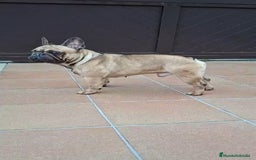 Bulldog Francés perros en venta: Bulldog frances fawn - Imagen 9