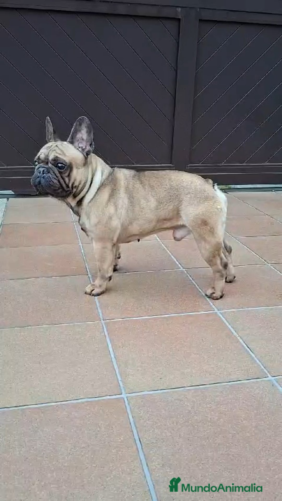 Bulldog Francés perros en venta: Bulldog frances fawn - Imagen 9