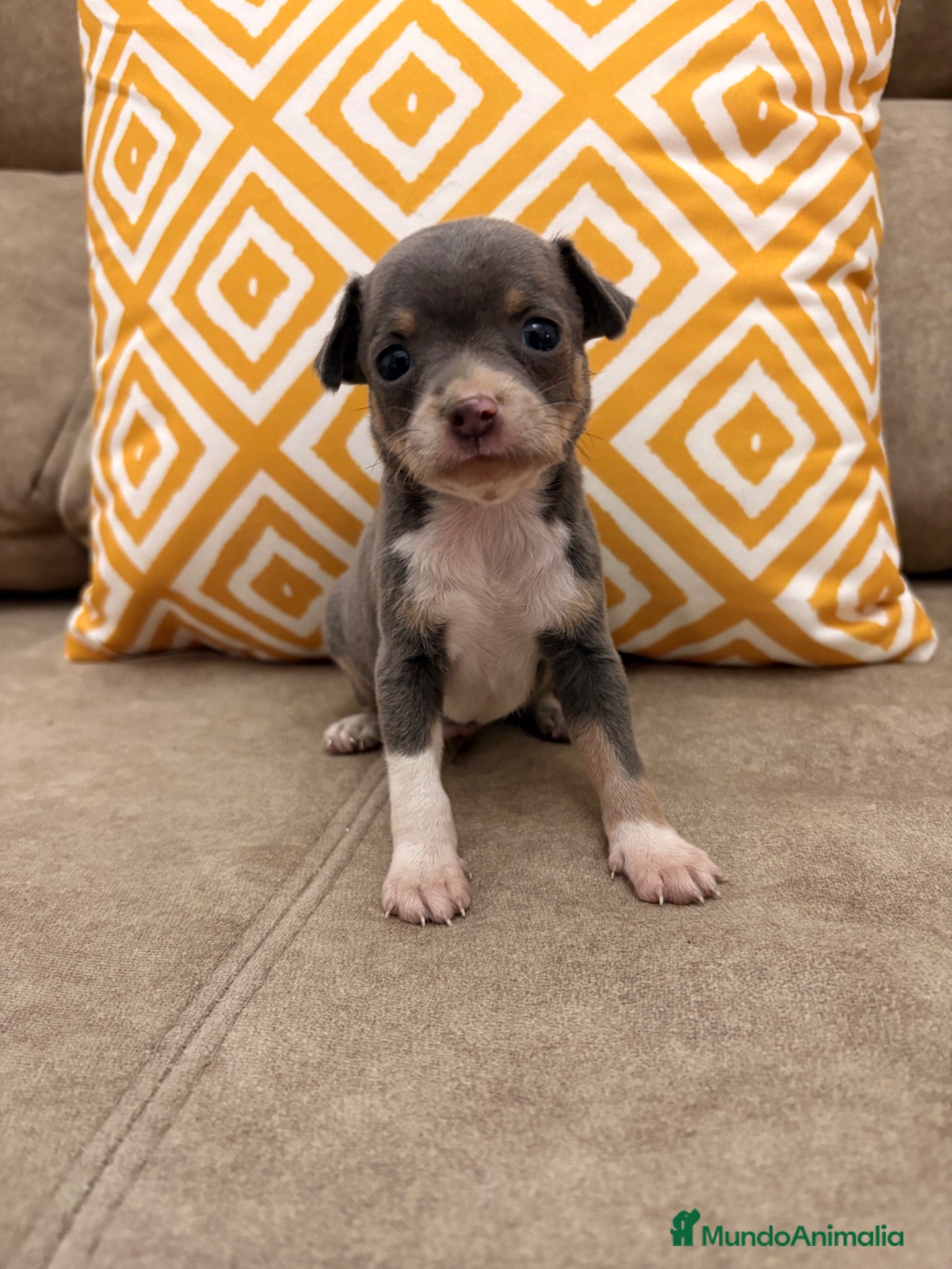 Chihuahua perros Preciosos Chihuahuas blue - Anuncio 5