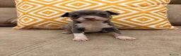 Chihuahua perros en venta: Preciosos Chihuahuas blue - Anuncio 1