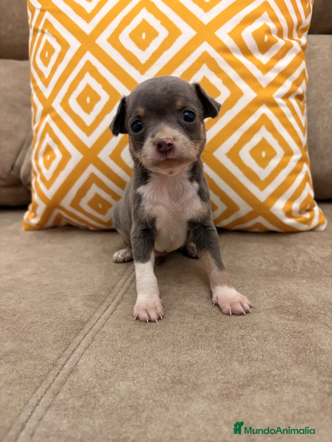 Chihuahua perros en venta: Preciosos Chihuahuas blue - Anuncio 1