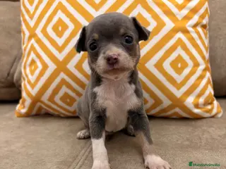 Chihuahua perros Preciosos Chihuahuas blue - Anuncio 5