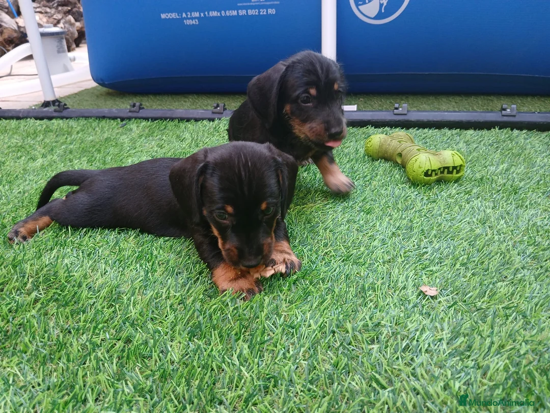 Teckel perros en venta: Teckel  - Anuncio 2