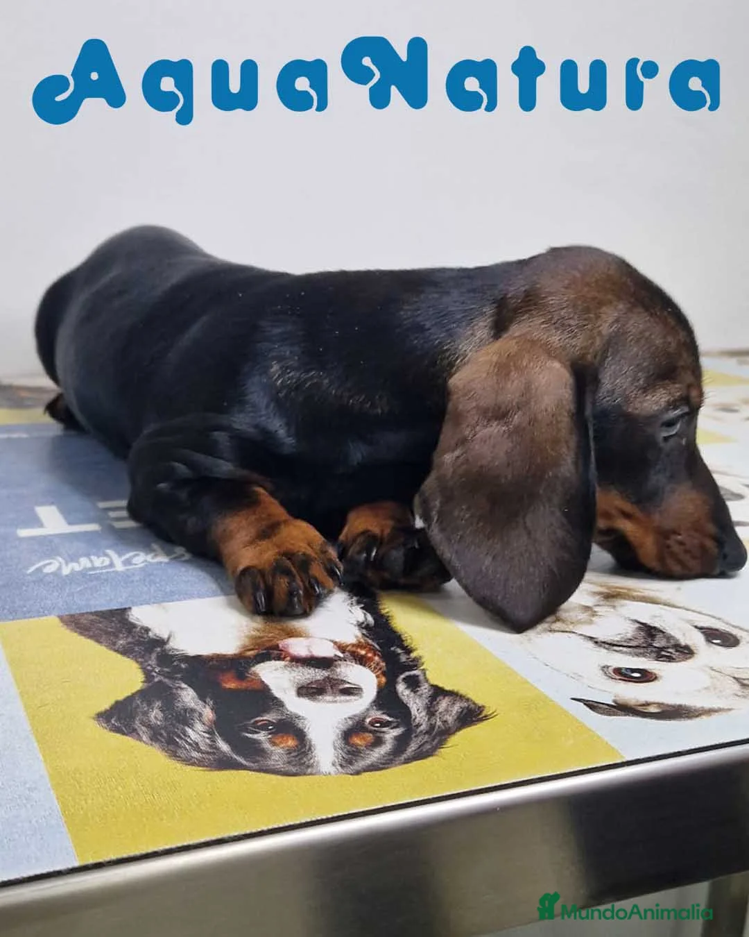 Teckel perros en venta: Teckel Hembra 9966 - AQUANATURA en Barcelona - Anuncio 8