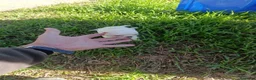 Chihuahua perros en venta: PRECIOSOS CHIHUAHUA RUSO Y ASIÁTICO  RUSO - Anuncio 2