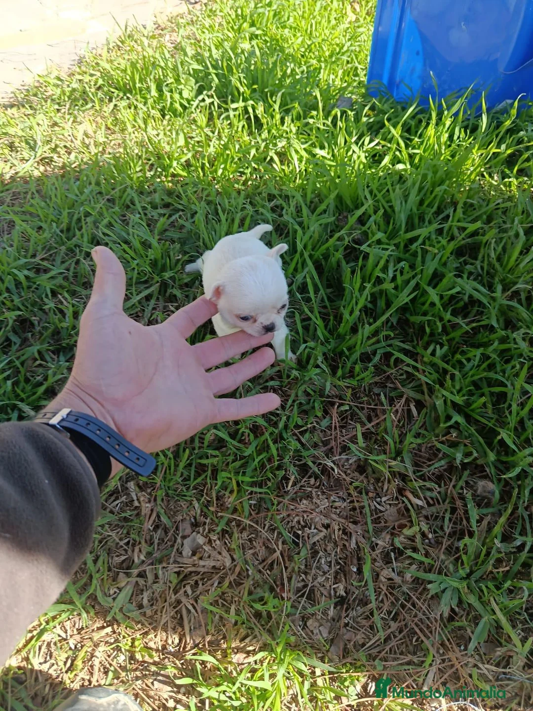 Chihuahua perros en venta: PRECIOSOS CHIHUAHUA RUSO Y ASIÁTICO  RUSO - Anuncio 2