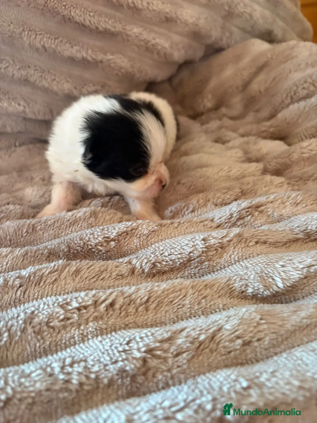 Pomerania perros en venta: Lulu Pomerania macho Party  Pele y Mele son papas  - Anuncio 12