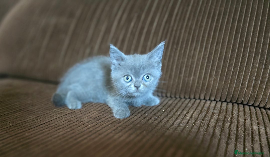 Scottish Straight gatos en venta: Gatcot.com - Imagen 2