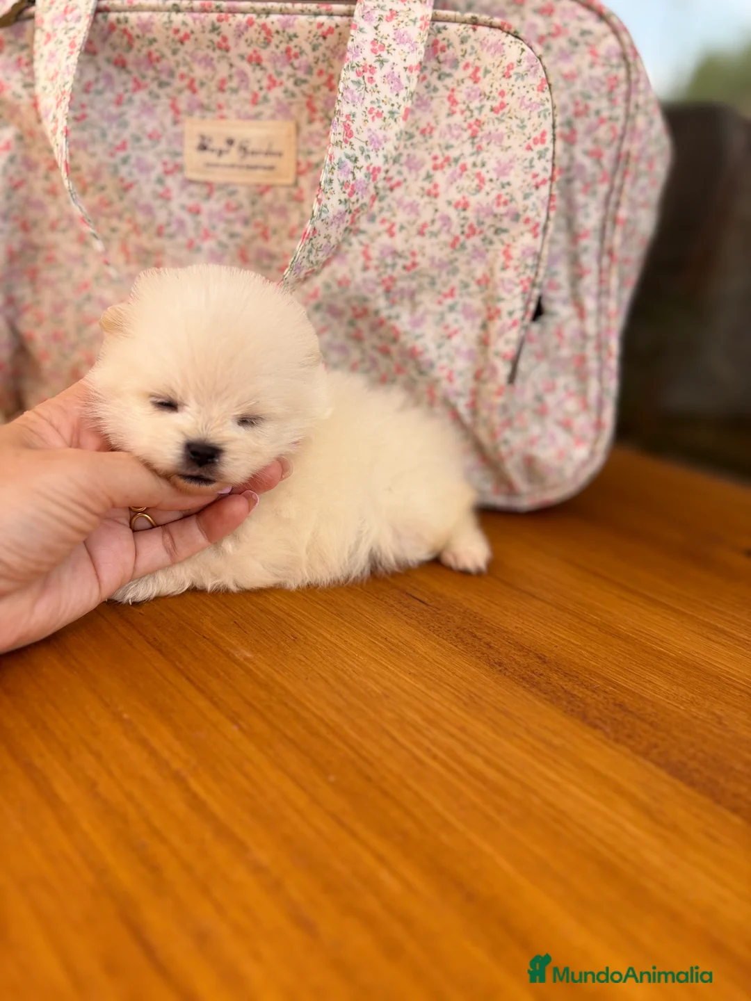 Pomerania perros en venta: Pomerania muy bonitos !!! - Anuncio 11