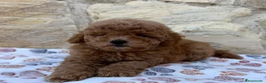 Caniche Toy 1