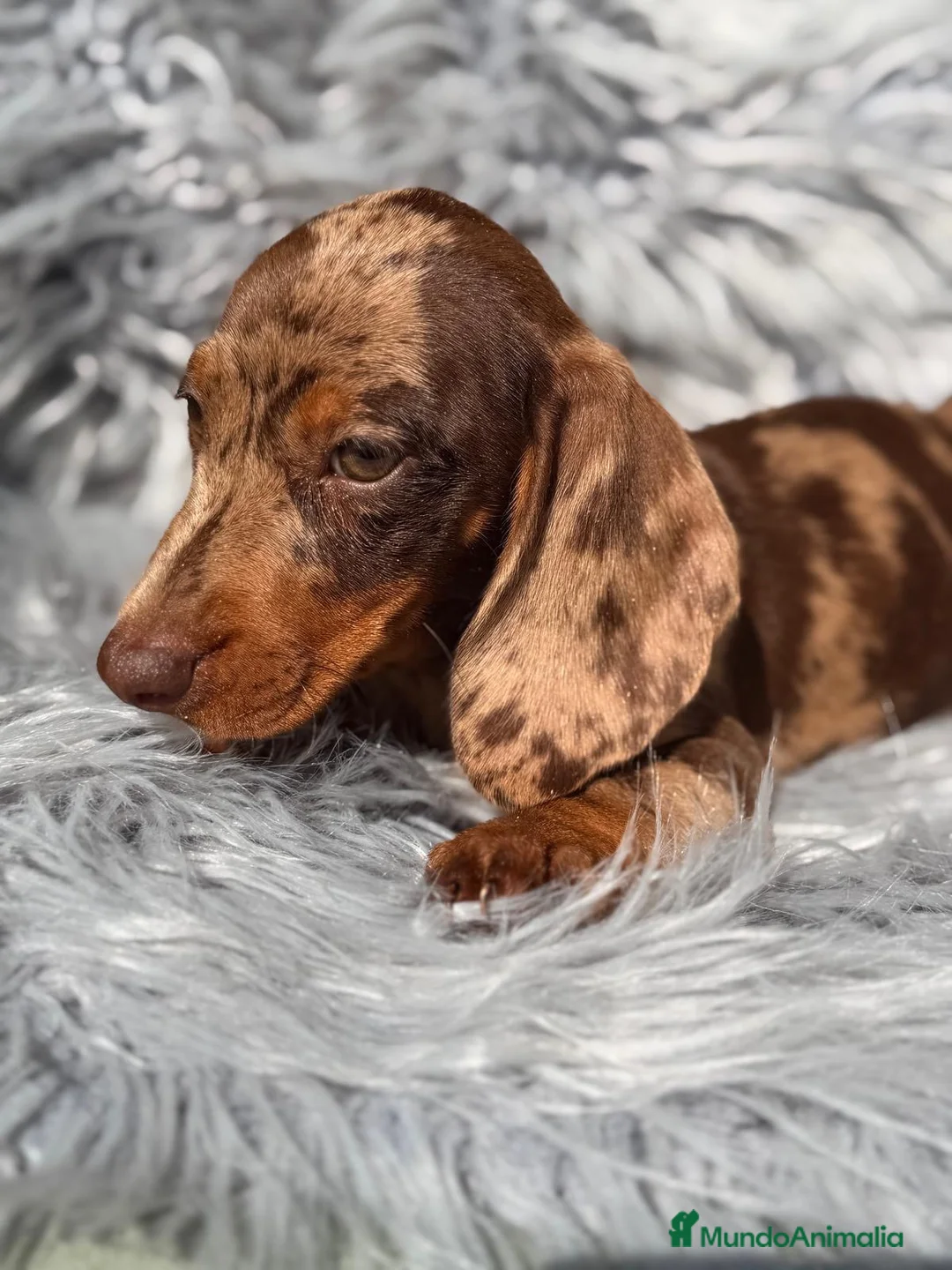 Teckel Miniatura perros en venta: Teckel arlequin chocolate - Anuncio 2