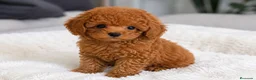 Caniche Toy perros en venta: Caniche toy  - Anuncio 1