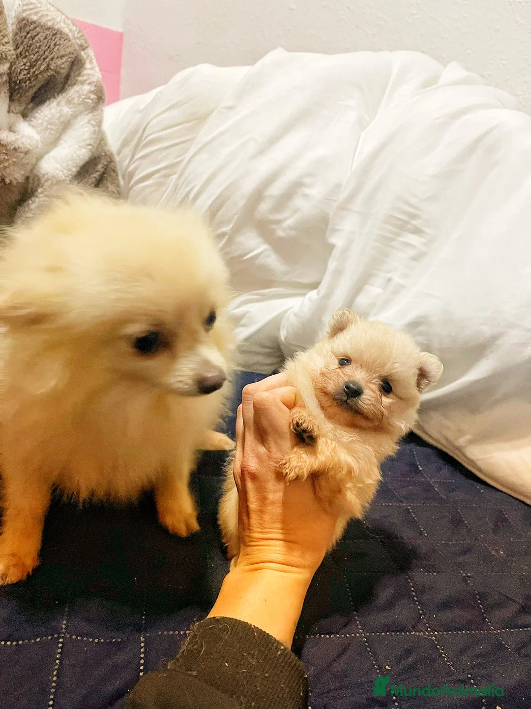 Pomerania perros en venta: Pequeña princesa Pomerania tamaño mini color crema - Anuncio 2