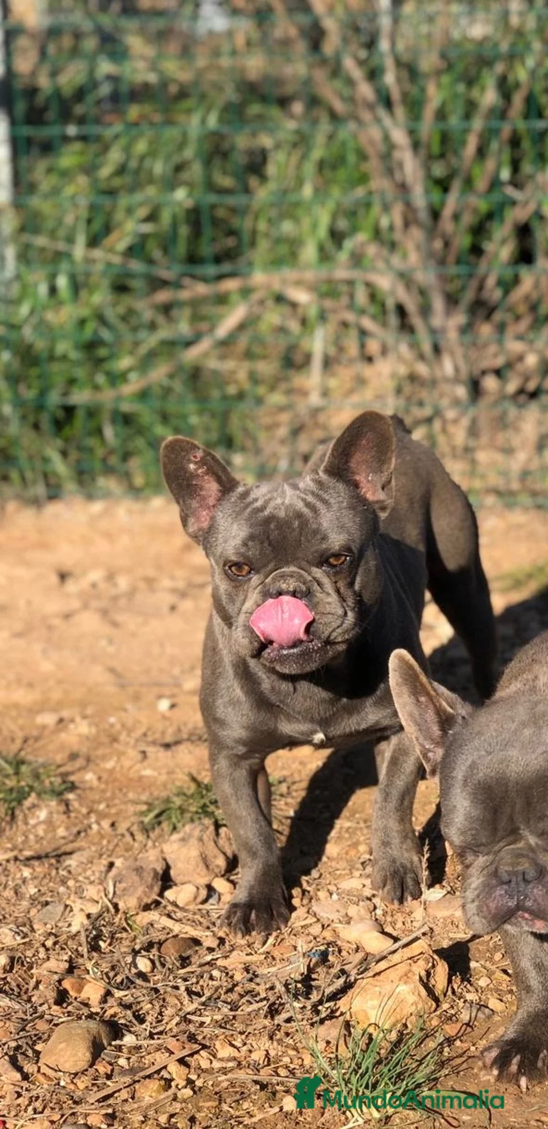 Bulldog Francés perros en venta: BULLDOG BLUE EN ADOPCIÓN  - Anuncio 2