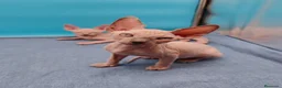 Sphynx gatos en venta: Preciosa camada ojos azules  - Anuncio 3