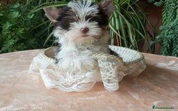 Biewer Yorkshire Terrier a la Pom Pon perros en venta: Yorkshire Biro y Chocolate exóticos Toy - Imagen 3