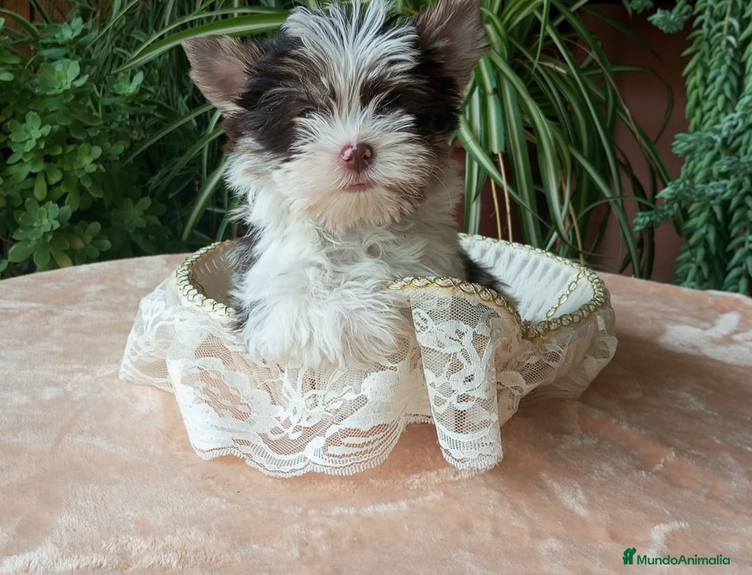 Biewer Yorkshire Terrier a la Pom Pon perros en venta: Yorkshire Biro y Chocolate exóticos Toy - Imagen 3