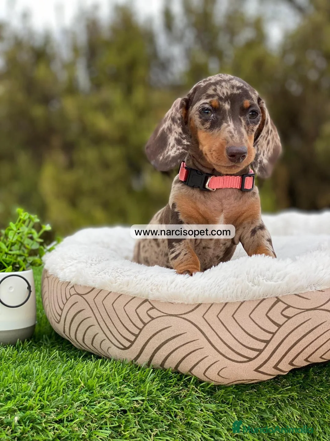 Teckel Miniatura perros en venta: TECKEL ARLEQUIN MACHO - Anuncio 2