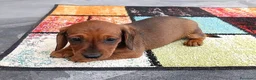 Teckel Miniatura perros en venta: Teckel mink - Anuncio 5