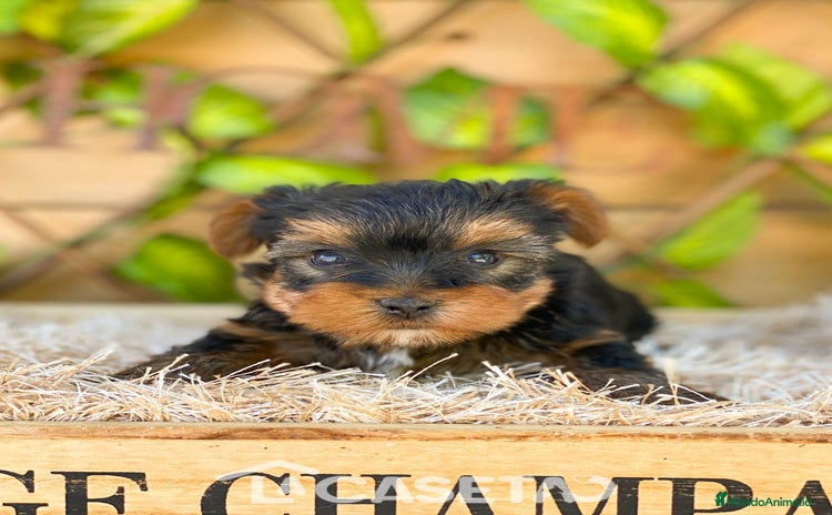 Yorkshire Terrier perros - Propaganda 16