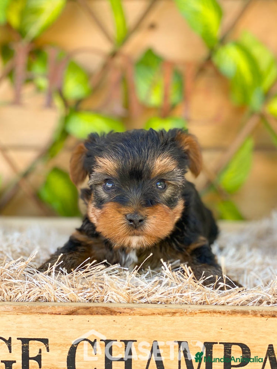 Yorkshire Terrier perros en venta: Camada de Ily - Imagen 1
