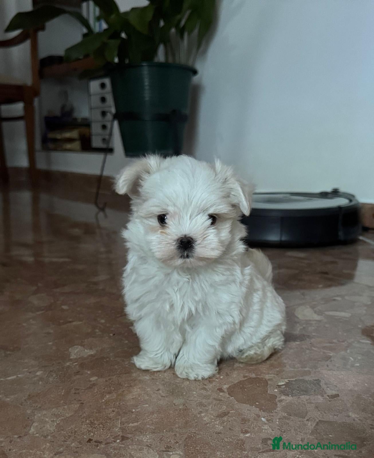 Bichón Maltés perros Bichón maltés línea americana - Anuncio 15