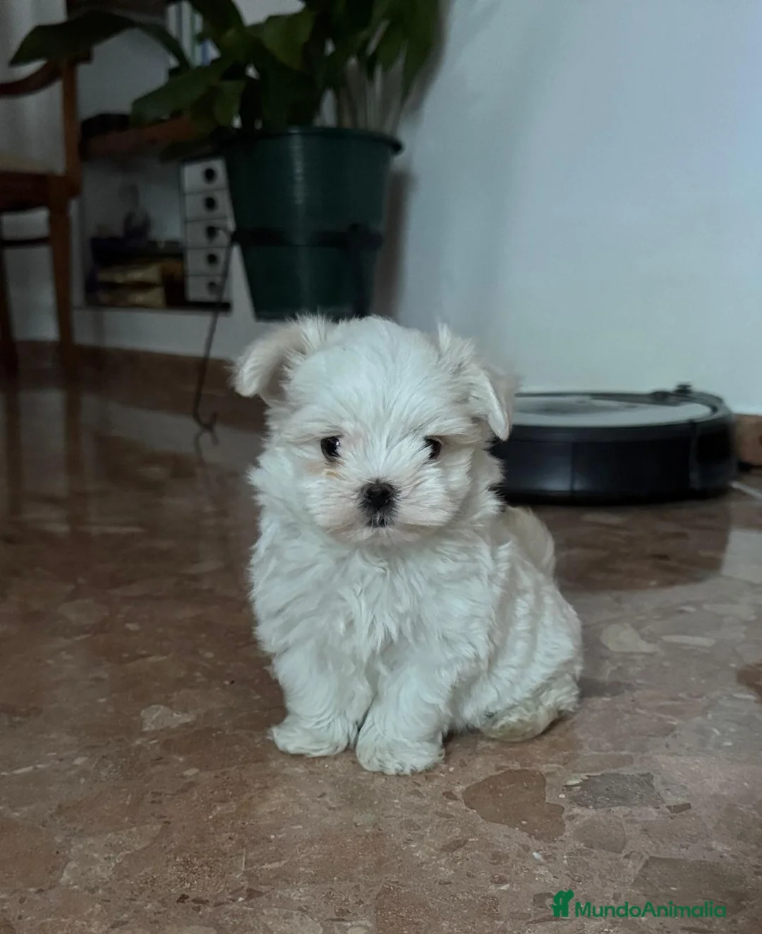 Bichón Maltés perros en venta: Bichón maltés línea americana - Anuncio 1