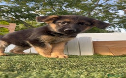 Pastor Alemán perros en venta: PASTOR ALEMAN HEMBRA - Imagen 11