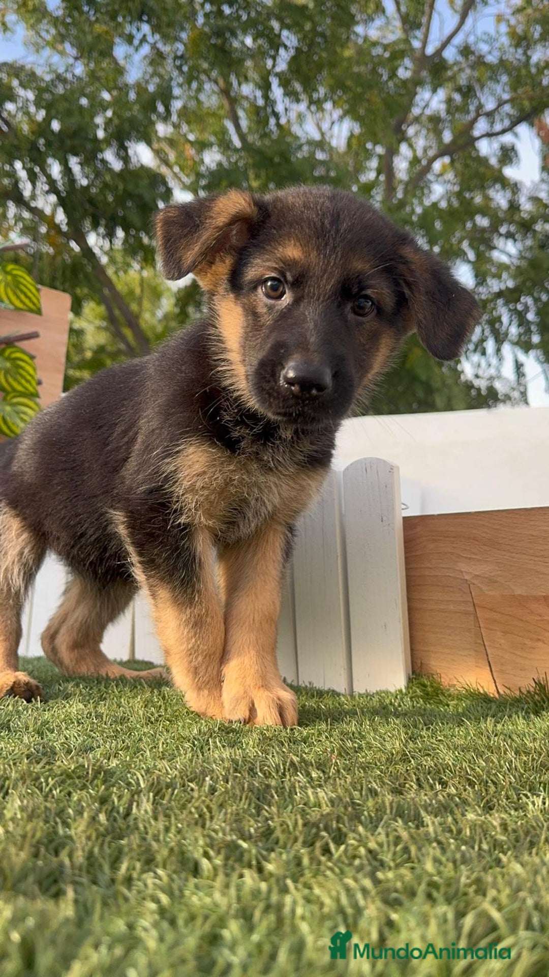 Pastor Alemán perros en venta: PASTOR ALEMAN HEMBRA - Imagen 11