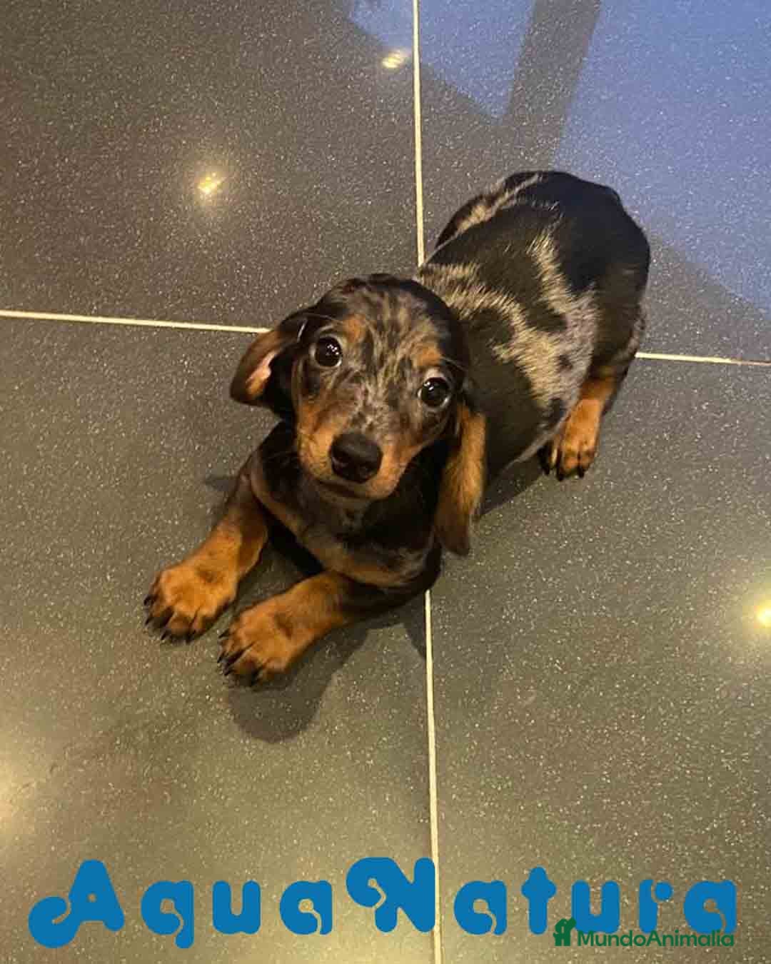 Teckel Miniatura perros Teckel Macho de Tria y Luisiño 2022 AQUANATURA - Anuncio 1