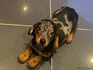 Teckel Miniatura perros Teckel Macho de Tria y Luisiño 2022 AQUANATURA - Anuncio 1